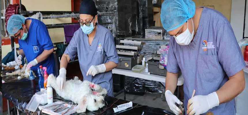Gran respuesta a campaa de esterilizacin de mascotas